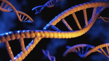 L'IA a généré son premier génome fonctionnel: un petit tueur de bactéries