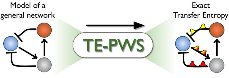 L'algorithme quantifie avec précision le flux d'informations dans des réseaux complexes