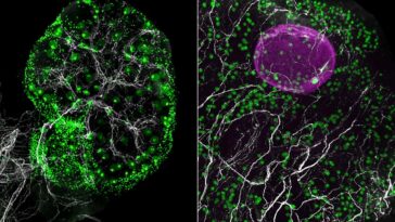 A network of nerves (white) throughout the ovary of a mouse (left) and in a fragment of human ovary (right), alongside eggs (green). A growing follicle containing an egg is shown in magenta in the human ovary