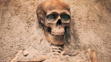 L'exposition au plomb dans le passé pourrait avoir influencé l'évolution de notre cerveau