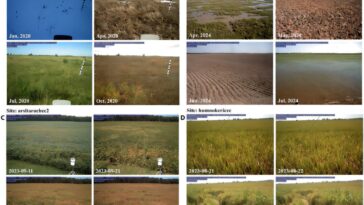 La cartographie basée sur l'IA capture les changements quotidiens des terres à l'échelle mondiale