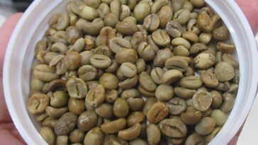 La clé du café civette réside dans la chimie