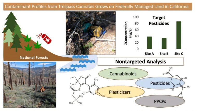 La culture illégale de cannabis laisse une empreinte chimique durable sur les terres publiques de la Californie