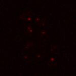 La levure commune peut survivre aux conditions martiennes