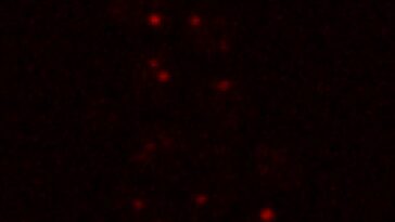 La levure commune peut survivre aux conditions martiennes