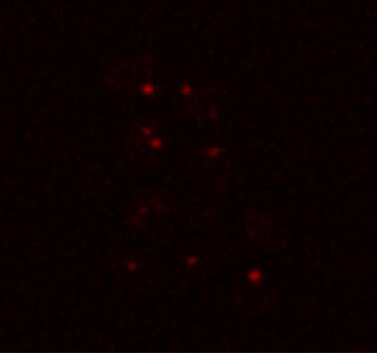 La levure commune peut survivre aux conditions martiennes La levure commune peut survivre aux conditions martiennes