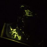 La mécanoluminescence sans cristal ouvre de nouvelles possibilités pour les matériaux de nouvelle génération