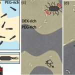 La motilité bactérienne aide à découvrir comment les particules automotrices se répartissent dans les systèmes de matière active