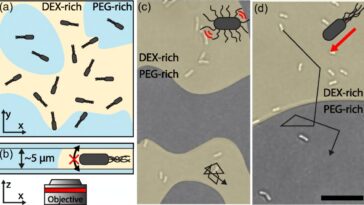 La motilité bactérienne aide à découvrir comment les particules automotrices se répartissent dans les systèmes de matière active
