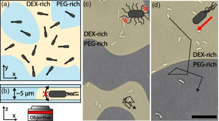 La motilité bactérienne aide à découvrir comment les particules automotrices se répartissent dans les systèmes de matière active