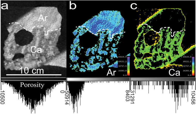 La numérisation à neutrons des fossiles corail révèle l'histoire du climat caché de la Terre