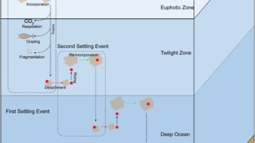 La pollution plastique pourrait persister à la surface des océans pendant plus d’un siècle, selon une nouvelle étude