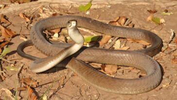 La pollution toxique s'accumule dans les écailles des serpents : ce que nous avons appris des mambas noirs
