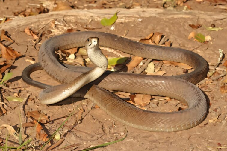 La pollution toxique s'accumule dans les écailles des serpents : ce que nous avons appris des mambas noirs