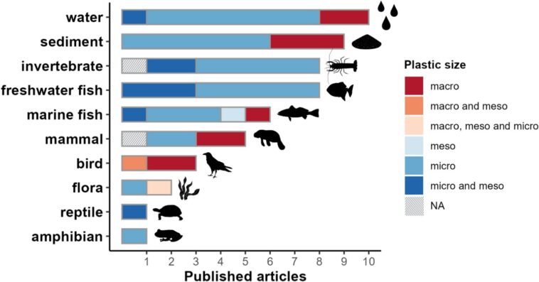 La première revue complète de la pollution plastique en Amazonie révèle que la contamination pose des risques de santé urgents