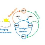 La résilience du manganèse est essentielle à son utilisation comme catalyseur dans la réaction de dégagement d'oxygène