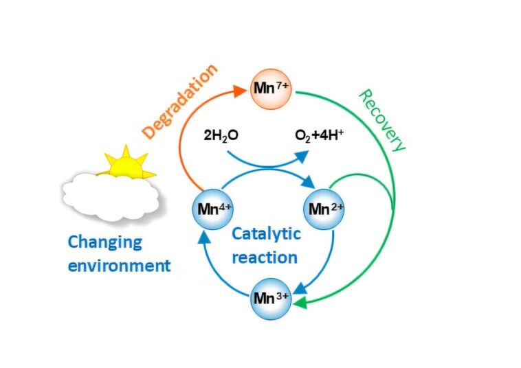 La résilience du manganèse est essentielle à son utilisation comme catalyseur dans la réaction de dégagement d'oxygène