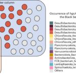 Le changement climatique pourrait accroître la propagation des neurotoxines dans les océans