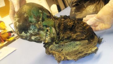 Le corps du garçon a été momifié et rendu vert par un cercueil en cuivre