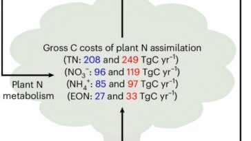 Le coût mondial du carbone des plantes pour l'absorption de l'azote dépasse les émissions des incendies de forêt, selon une étude