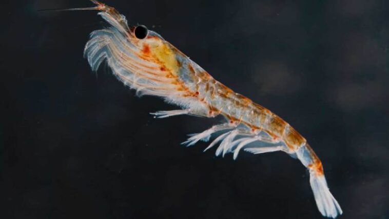 Le krill de l'Antarctique rejette davantage de nourriture lorsqu'il est contaminé par du plastique