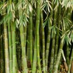 Le plastique biodégradable fabriqué à partir de bambou est solide et facile à recycler