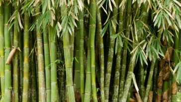 Le plastique biodégradable fabriqué à partir de bambou est solide et facile à recycler