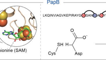 Le raccourci biocatalytique donne une cure de jouvence aux peptides de type GLP-1, augmentant ainsi leur stabilité et leur potentiel pour de nouvelles thérapies