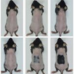 The effects of eczema-like irritation on the hair growth of mice over 20 days (bottom row), compared to shaved mice without this irritation (top row)