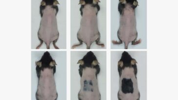 The effects of eczema-like irritation on the hair growth of mice over 20 days (bottom row), compared to shaved mice without this irritation (top row)