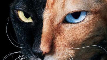 Les chats révélés dans toute leur splendeur dans de superbes nouvelles photographies