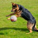 Les chiens obsédés par les jouets donnent des indices sur des comportements addictifs Les chiens obsédés par les jouets donnent des indices sur des comportements addictifs