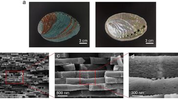 Les composites inspirés de la Nacre allient résistance, contrôle des couleurs et transparence des vagues