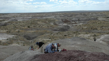 On voit quatre personnes ramasser des morceaux de roche sur un site riche en fossiles au Nouveau-Mexique.