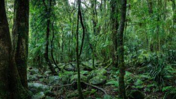 Les forêts tropicales australiennes émettent désormais du CO₂, ce qui obscurcit les négociations de la COP30