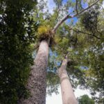 Les forêts tropicales australiennes sont les premières à passer du statut de puits de carbone à celui de source de carbone, prévient une étude