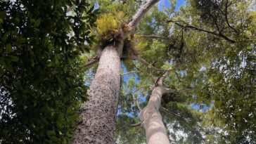 Les forêts tropicales australiennes sont les premières à passer du statut de puits de carbone à celui de source de carbone, prévient une étude