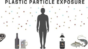 Les fruits de mer injustement pointés du doigt dans le débat sur les microplastiques, selon des chercheurs