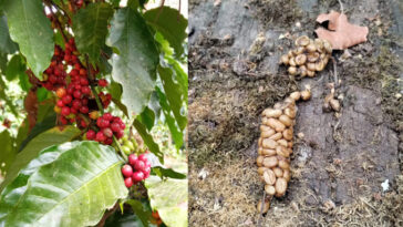 Composite de deux photographies de grains de café Robusta, de grains rouges encore non cueillis et de grains blanchâtres déposés par une civette après les avoir partiellement digérés.