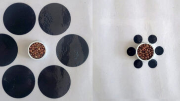 Une illusion Ebbinghaus, avec 6 cercles noirs entourant un bol de graines de millet.