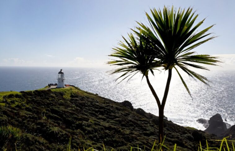 Les mers de Nouvelle-Zélande se réchauffent plus rapidement que la moyenne mondiale: Rapport