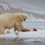 Les ours polaires fournissent des millions de kilogrammes de nourriture à d'autres espèces arctiques