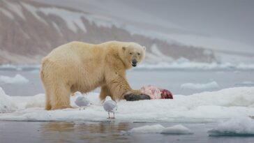 Les ours polaires fournissent des millions de kilogrammes de nourriture à d'autres espèces arctiques