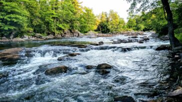 Les polluants chimiques affectent la faune et le comportement humain, mais les toxicologues hésitent à effectuer des tests