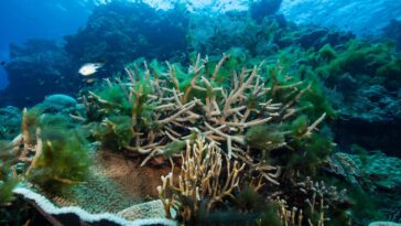 Les récifs coralliens sont à un point critique après la hausse des températures mondiales