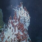 Les températures des sources hydrothermales révèlent une nouvelle façon de prévoir les éruptions sur les dorsales médio-océaniques Les températures des sources hydrothermales révèlent une nouvelle façon de prévoir les éruptions sur les dorsales médio-océaniques