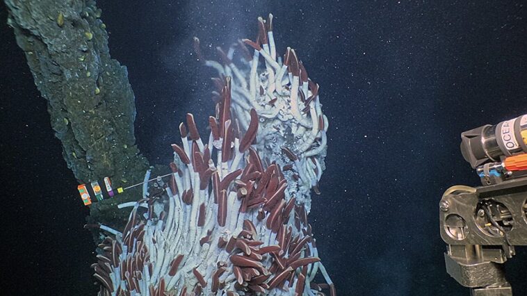 Les températures des sources hydrothermales révèlent une nouvelle façon de prévoir les éruptions sur les dorsales médio-océaniques