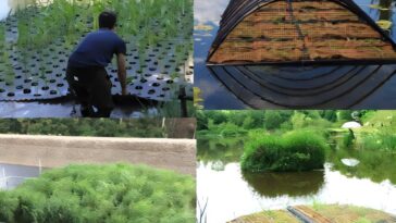 Les zones humides flottantes artificielles offrent un traitement d'eau à base de nature rentable