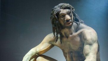 L’évolution de l’intelligence chez nos ancêtres a peut-être un coût