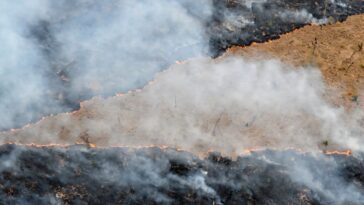 L’objectif mondial visant à mettre fin à la déforestation est loin d’être atteint, selon des experts